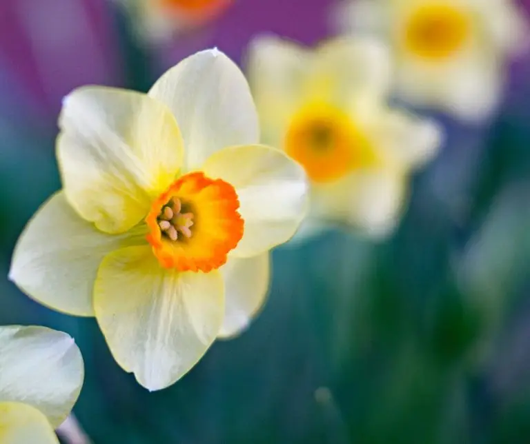 Daffodils