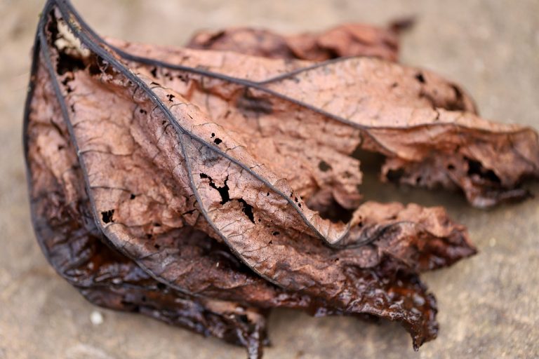 Leaf compost