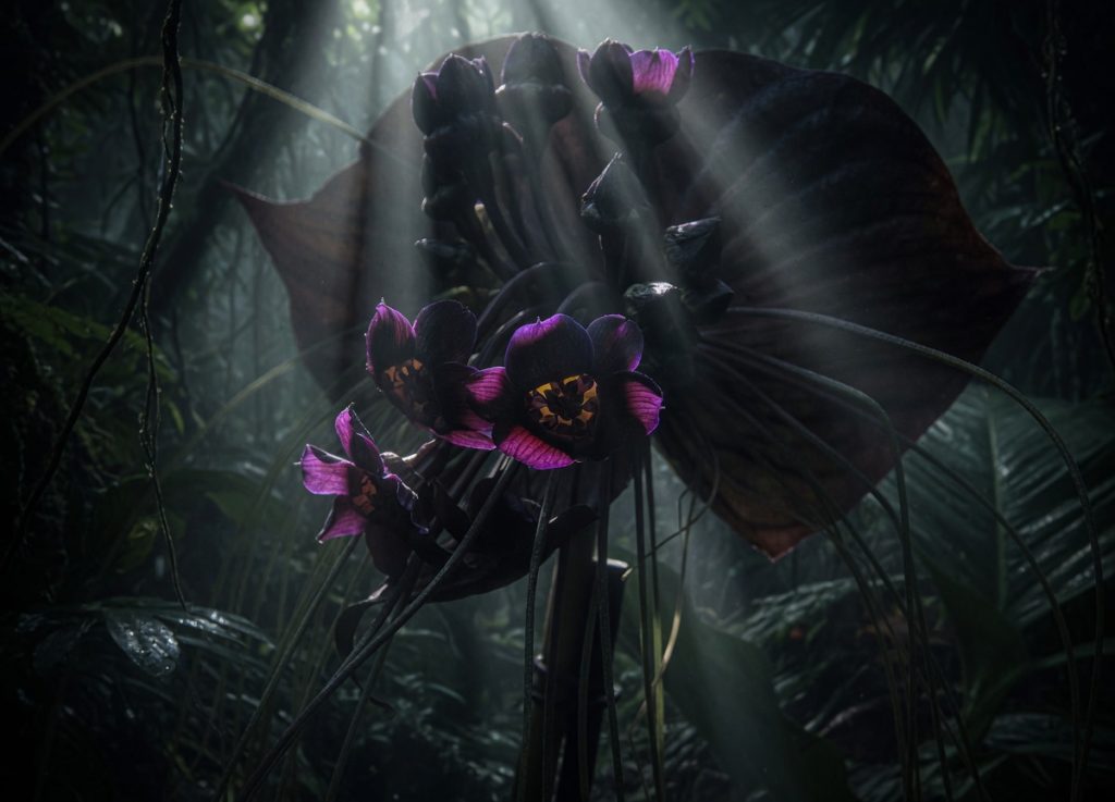Cinematic artwork featuring garden and nature themes