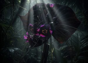 Tacca chantrieri Black Bat Flower art for Shadow's Journey