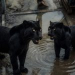 Shadow and princess panthers stand opposite one another